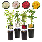 Rosa Rainbow, plant in pot