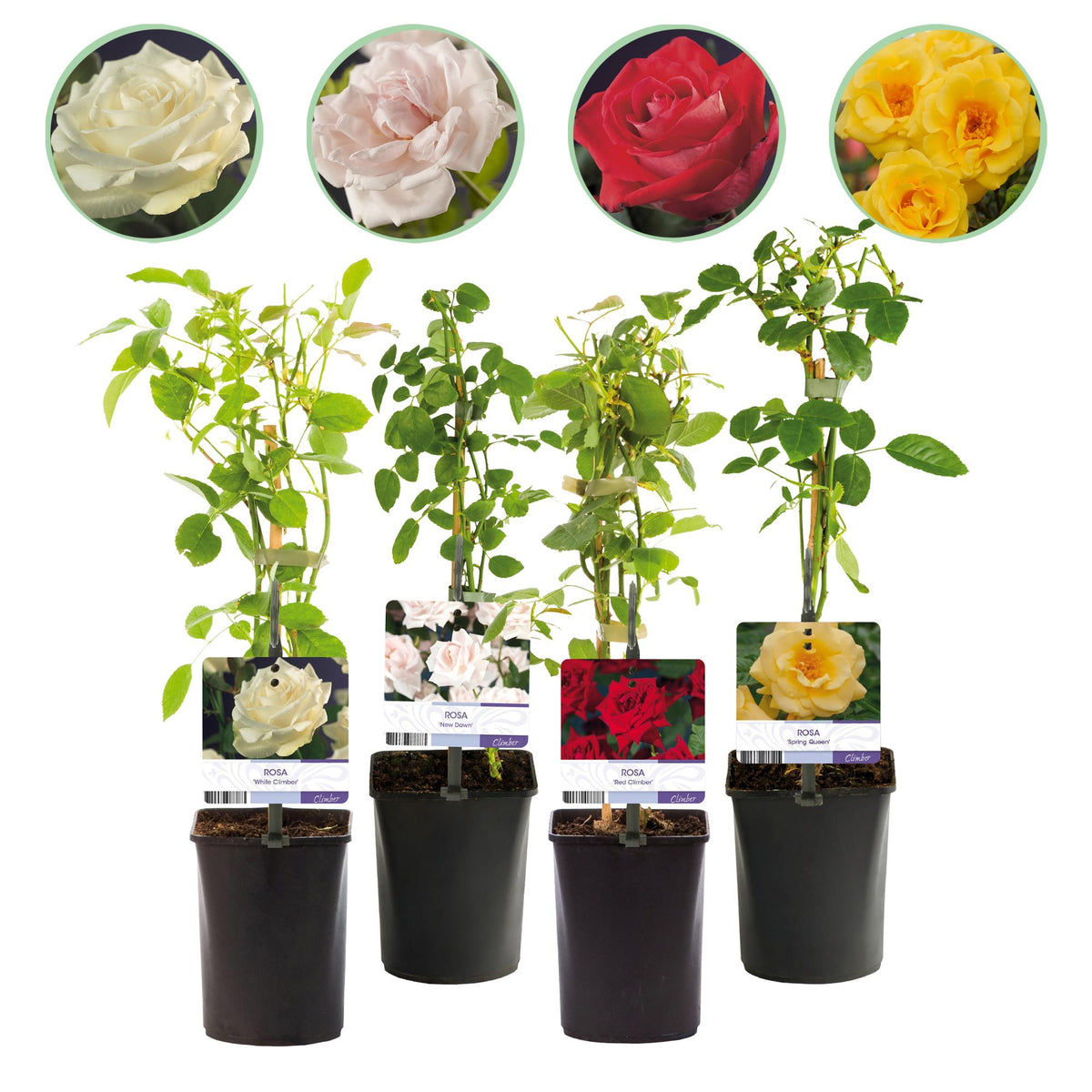 Rosa Rainbow, plant in pot