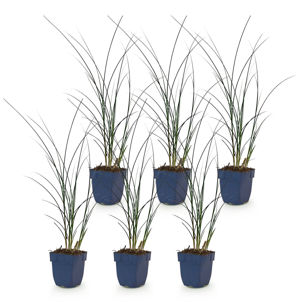 Prachtriet Miscanthus Gracillimus met pluim