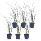 Prachtriet Miscanthus Gracillimus met pluim