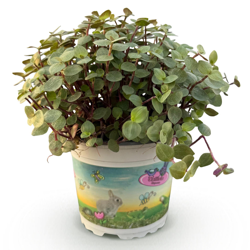 Calissia repens, 14 cm hoog, kenmerkend blad