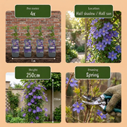 Clematis &