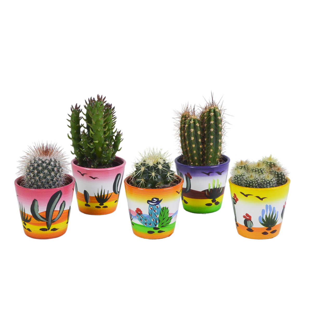 Productfoto van Cactus mix