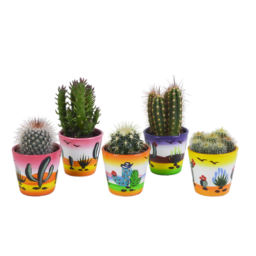 Productfoto van Cactus mix
