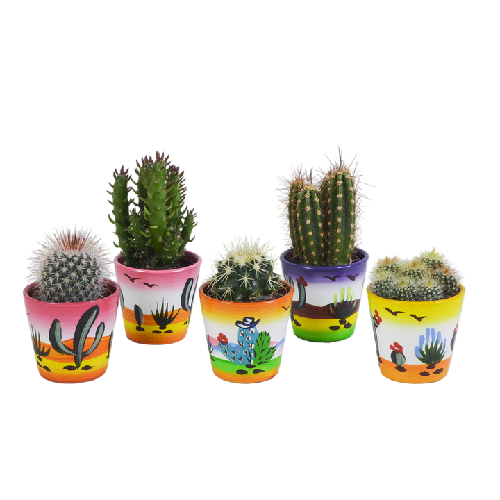 Cactus mix