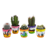 Cactus mix