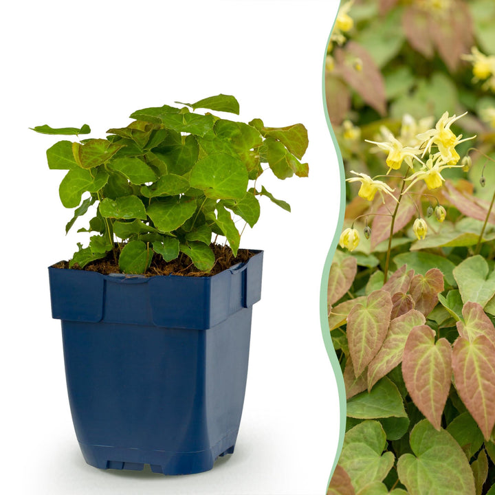 Epimedium perralch. Frohnleiten - Elfenbloem - Schaduw - Geel - 6 Planten