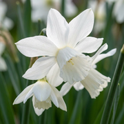 Botanische narcissenmix bloembollen, wit