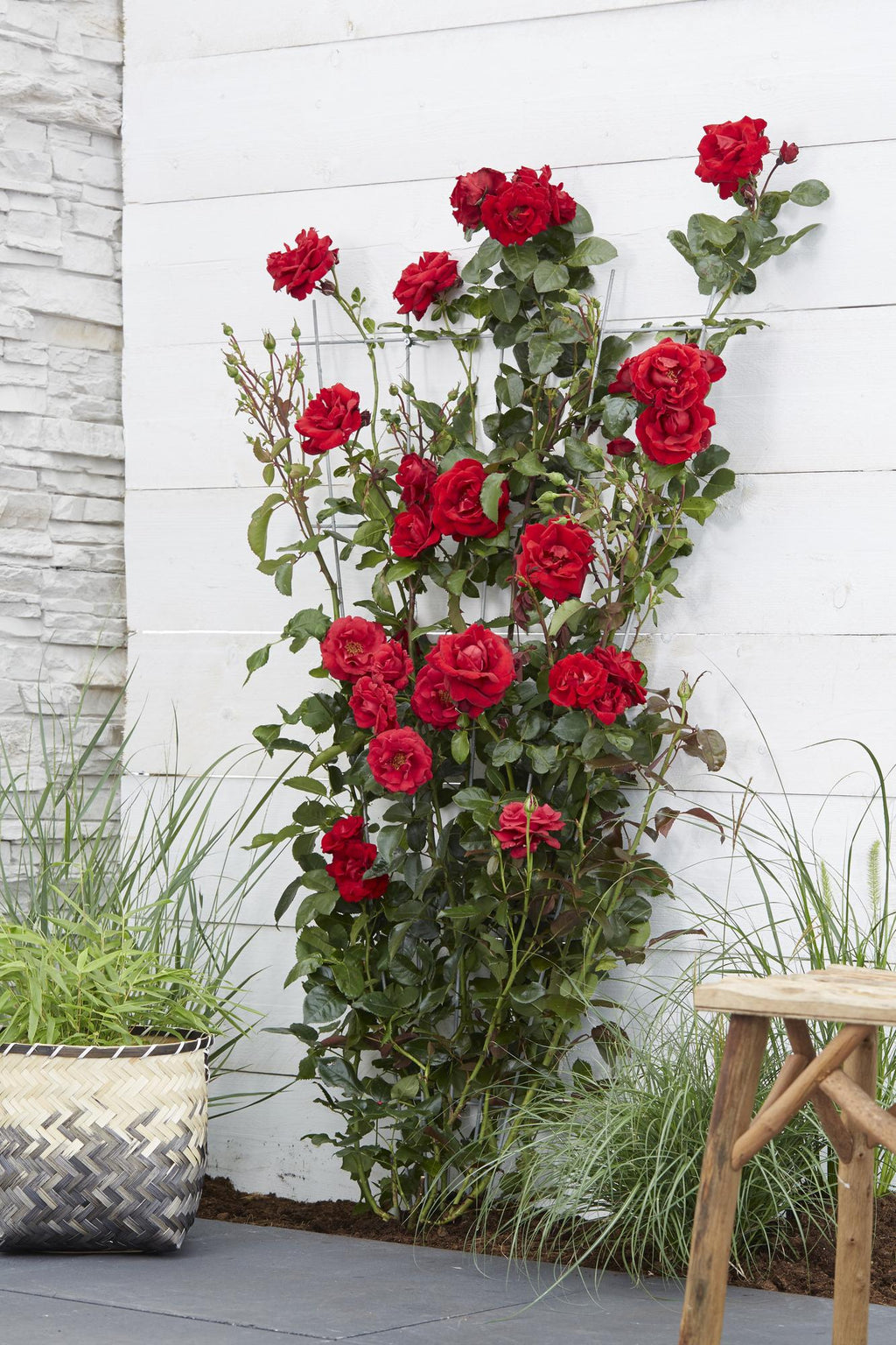 Productfoto van Rosa Crazy in love 'Red' - Rode Roos