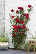 Productfoto van Rosa Crazy in love 'Red' - Rode Roos