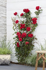 Rosa Crazy in love 'Red' - Rode Roos