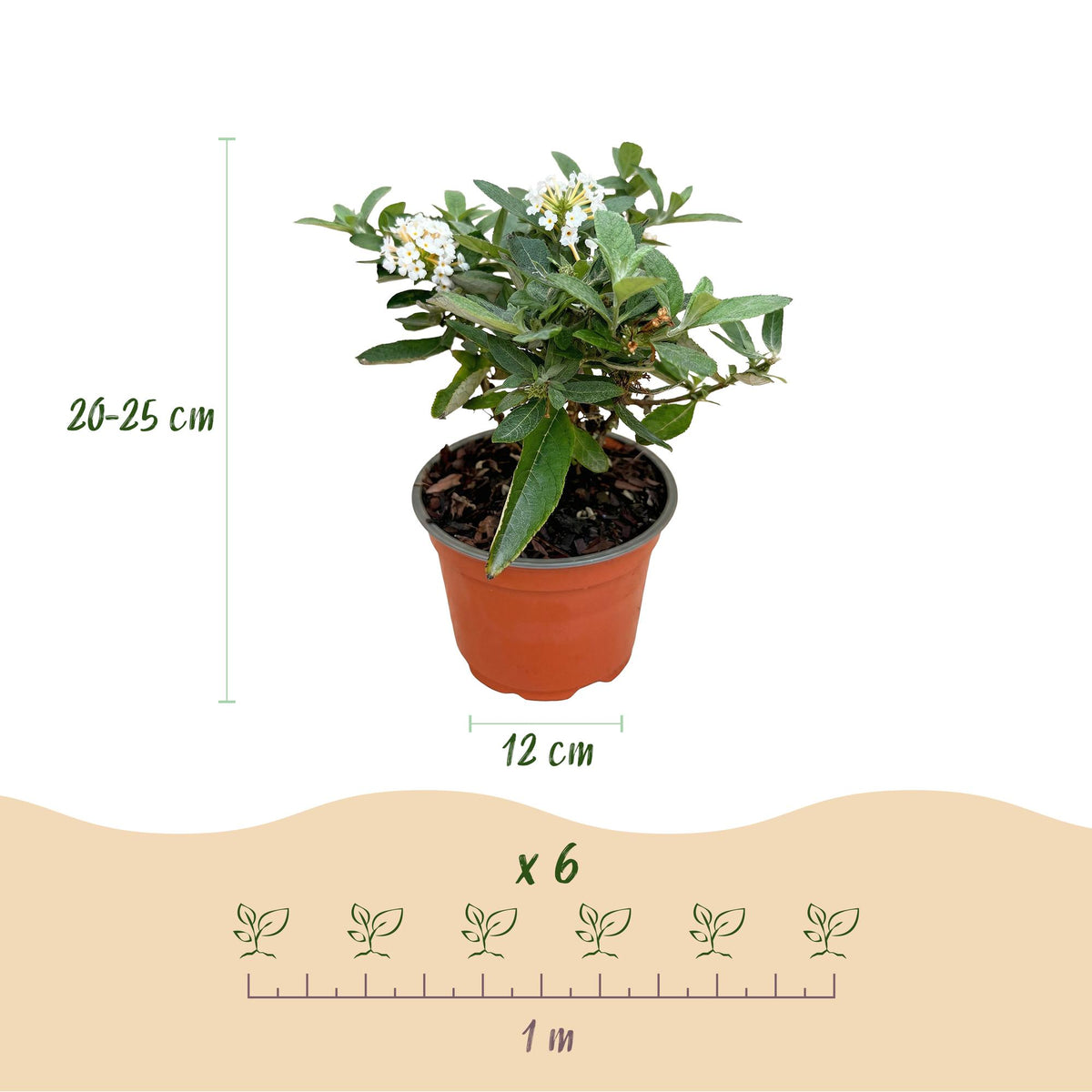 Vlinderstruik Butterfly Candy Little White, groene plant met kenmerkend blad