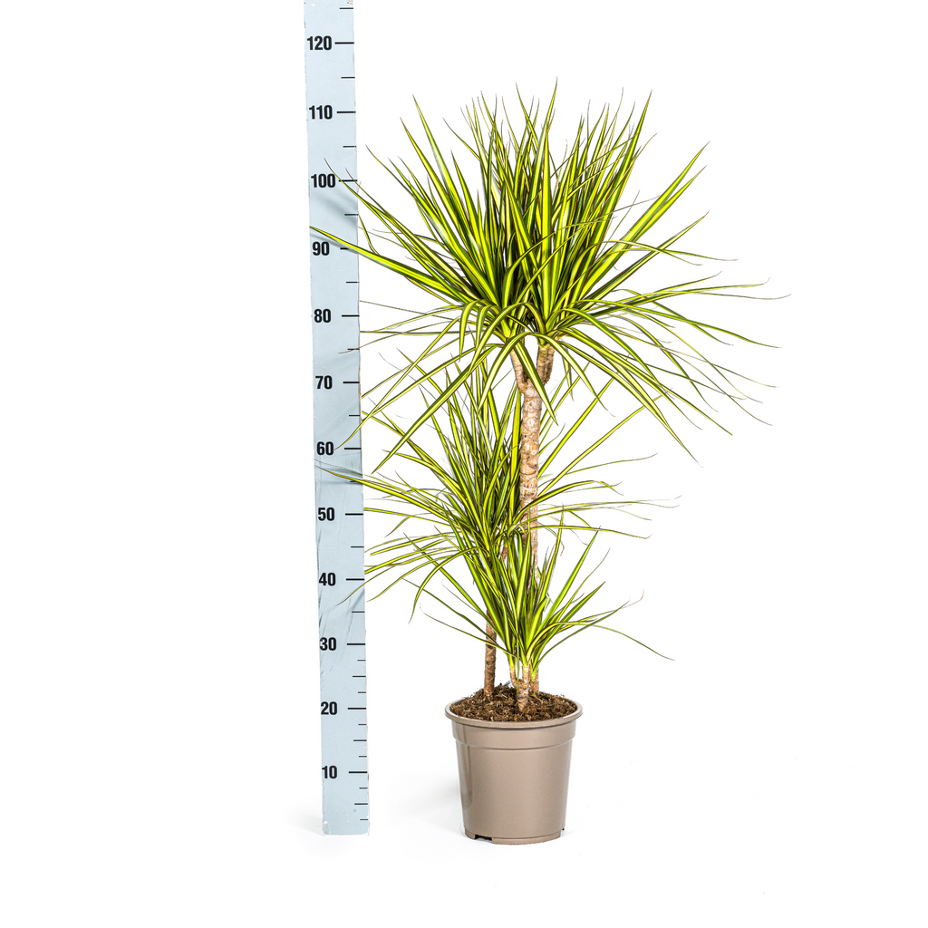 Dracaena Marginata Sunray, detail van het blad