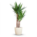 Yucca Elephantipes met witte pot, detail van het blad