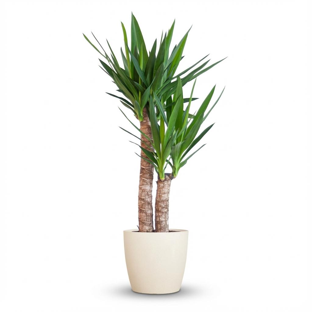 Yucca Elephantipes met witte pot, detail van het blad