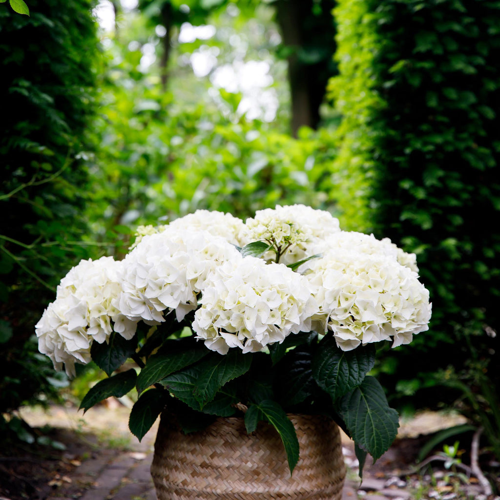 Hortensia Hydrangea Forever & Ever wit, plant in pot