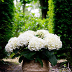 Hortensia Hydrangea Forever & Ever wit, plant in pot