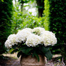 Hortensia Hydrangea Forever & Ever wit