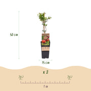 Granaatappelboom, fruitgewas voor de tuin