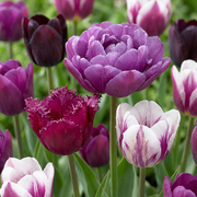Tulp Blueberry mix bloembollen