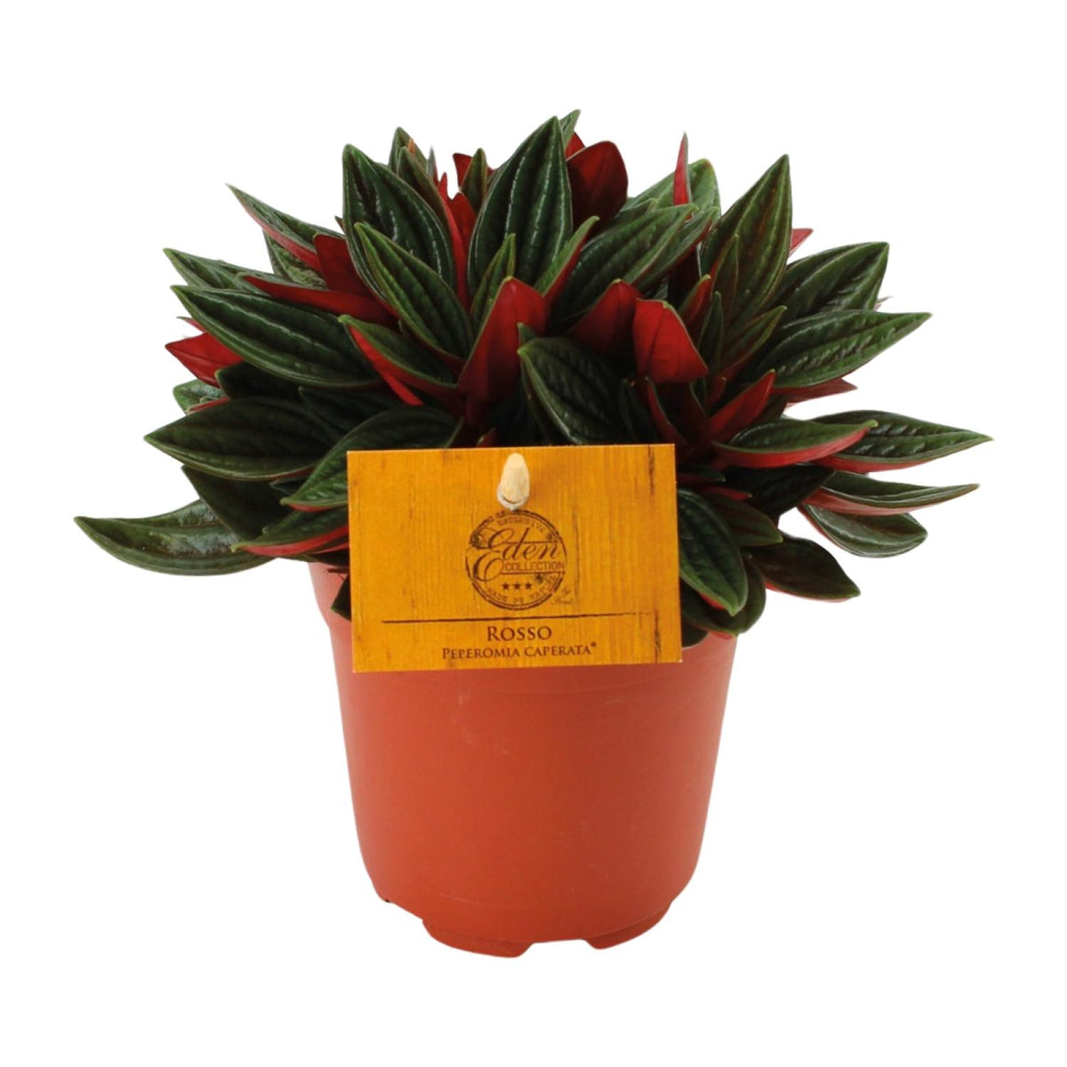 Peperomia Caperata Rosso, plant in pot