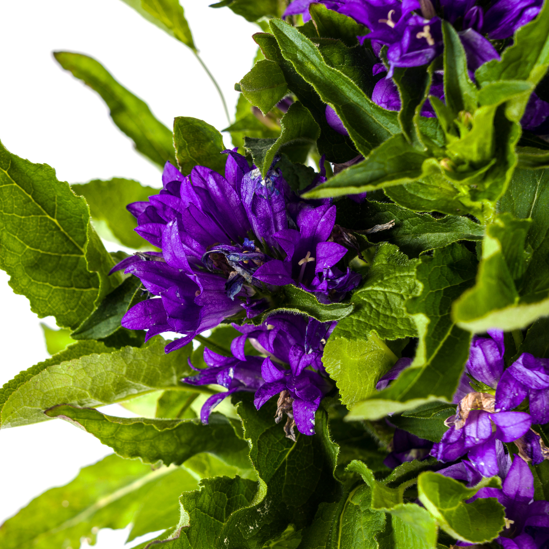 Campanula Glomerata Genti Blue, kenmerkend blad