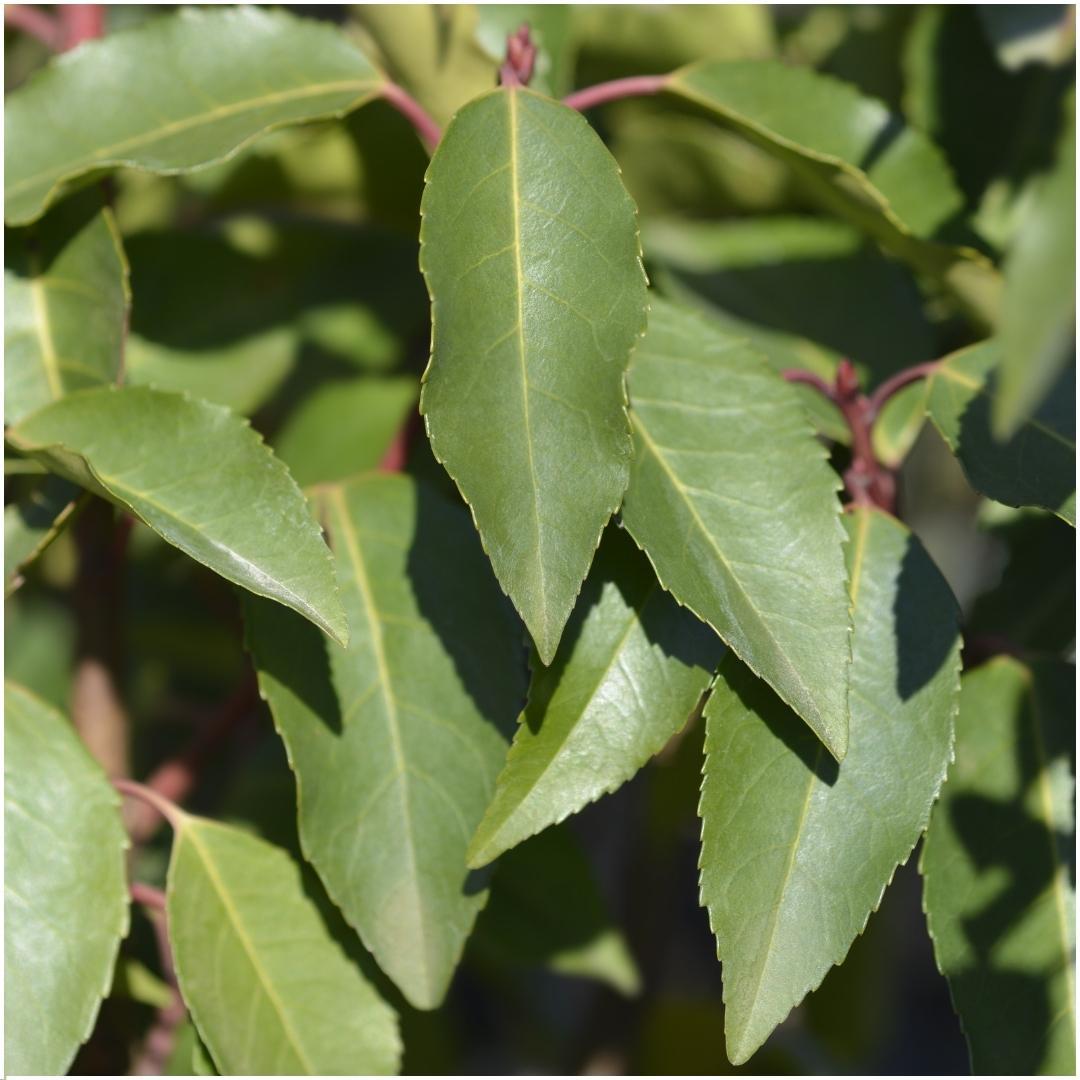 6 x 1 meter Prunus lusitanica 'Angustifolia', kenmerkend blad