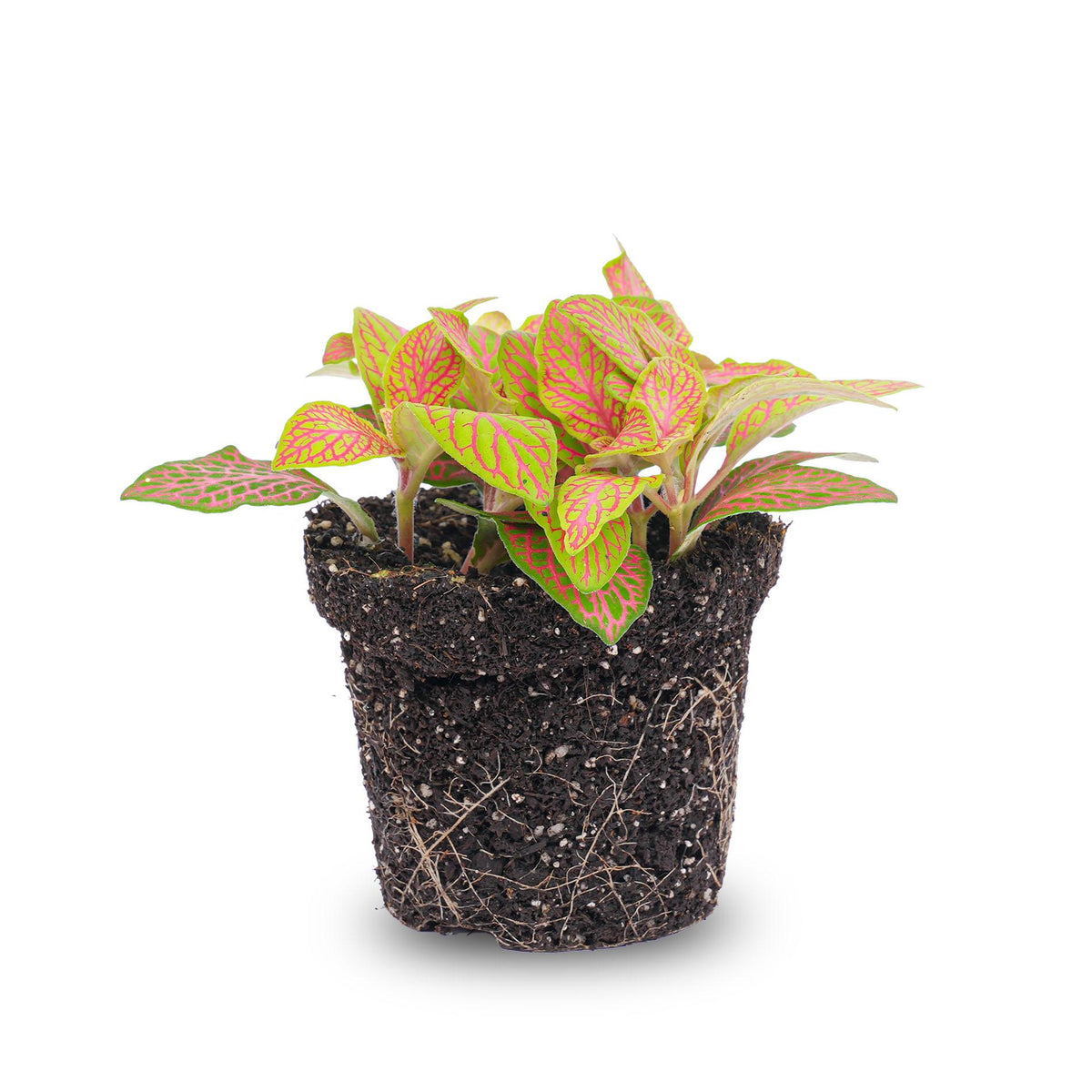 Fittonia mix oranje, roze en 'Ruby Lime', mozaïekplantje, kenmerkend blad