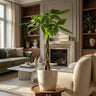 Pachira Aquatica met witte pot