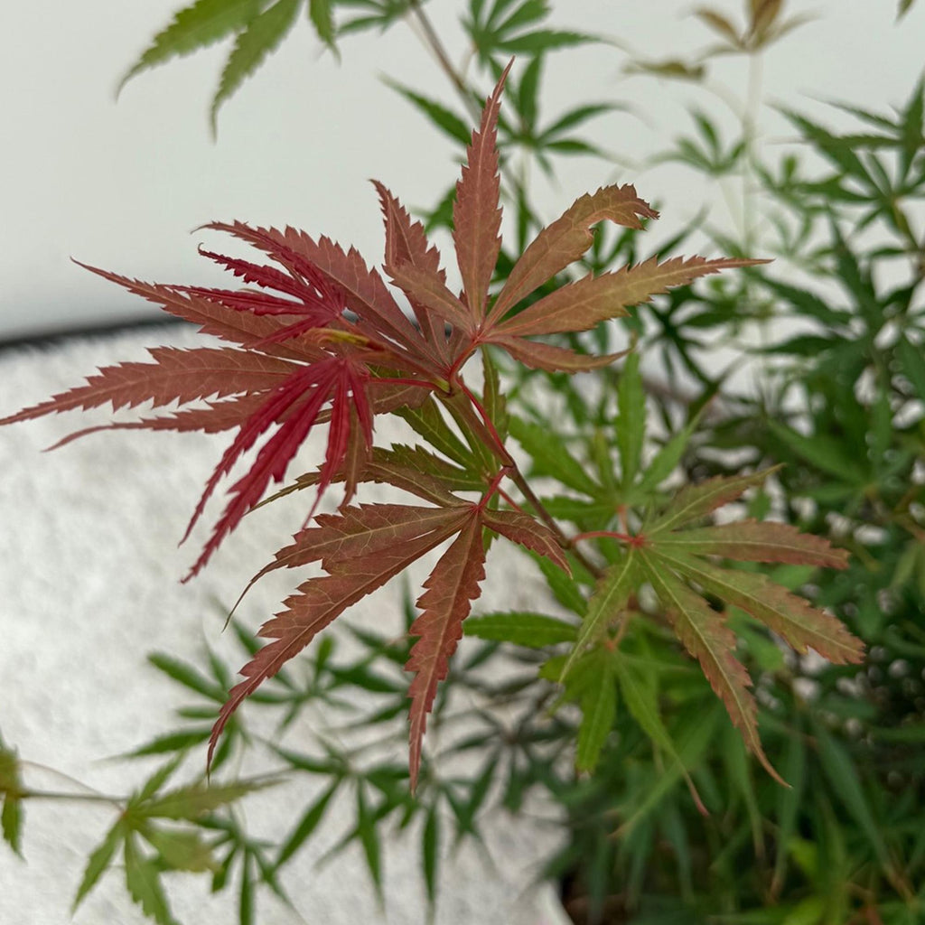 Japanse esdoorn Acer palmatum Jerre Swarts, groene bladeren