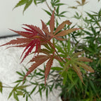 Japanse esdoorn Acer palmatum Jerre Swarts, groene bladeren