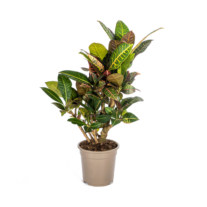 Codiaeum &
