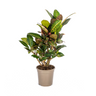 Codiaeum 'Croton' Petra