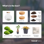 DIY terrarium Teddy Bonsai met licht en ledkurk, detail van het blad