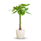 Pachira Aquatica met witte pot, detail van het blad