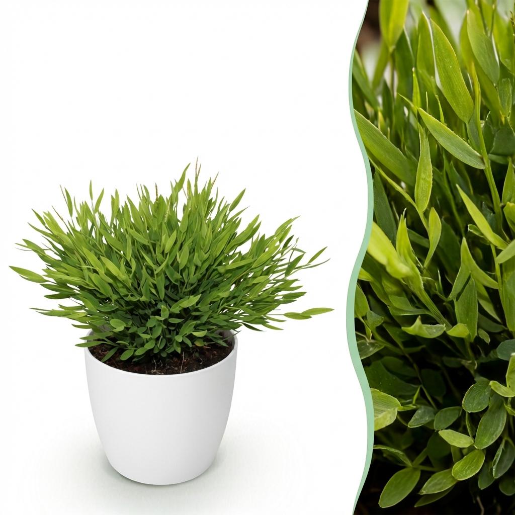 Pogonatherum Monica - Kamerbamboe - Met witte pot, detail van het blad