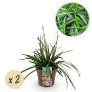Carex morrowii Irish Green, 50 cm hoog