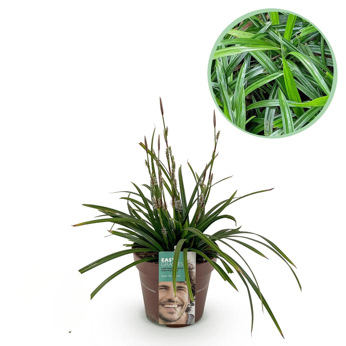 Carex morrowii Irish Green, 50 cm hoog, detail van het blad