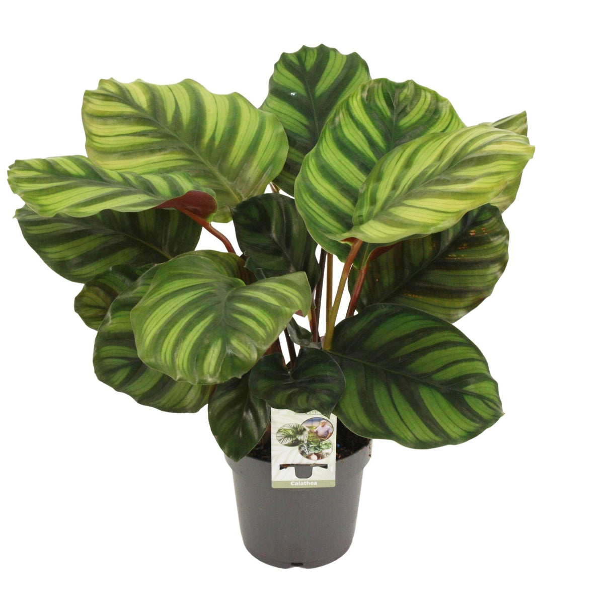 Productfoto van Calathea Fasciata