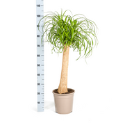Beaucarnea Recurvata Stam met mand