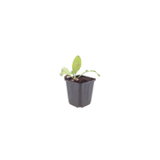 Echinops ritro