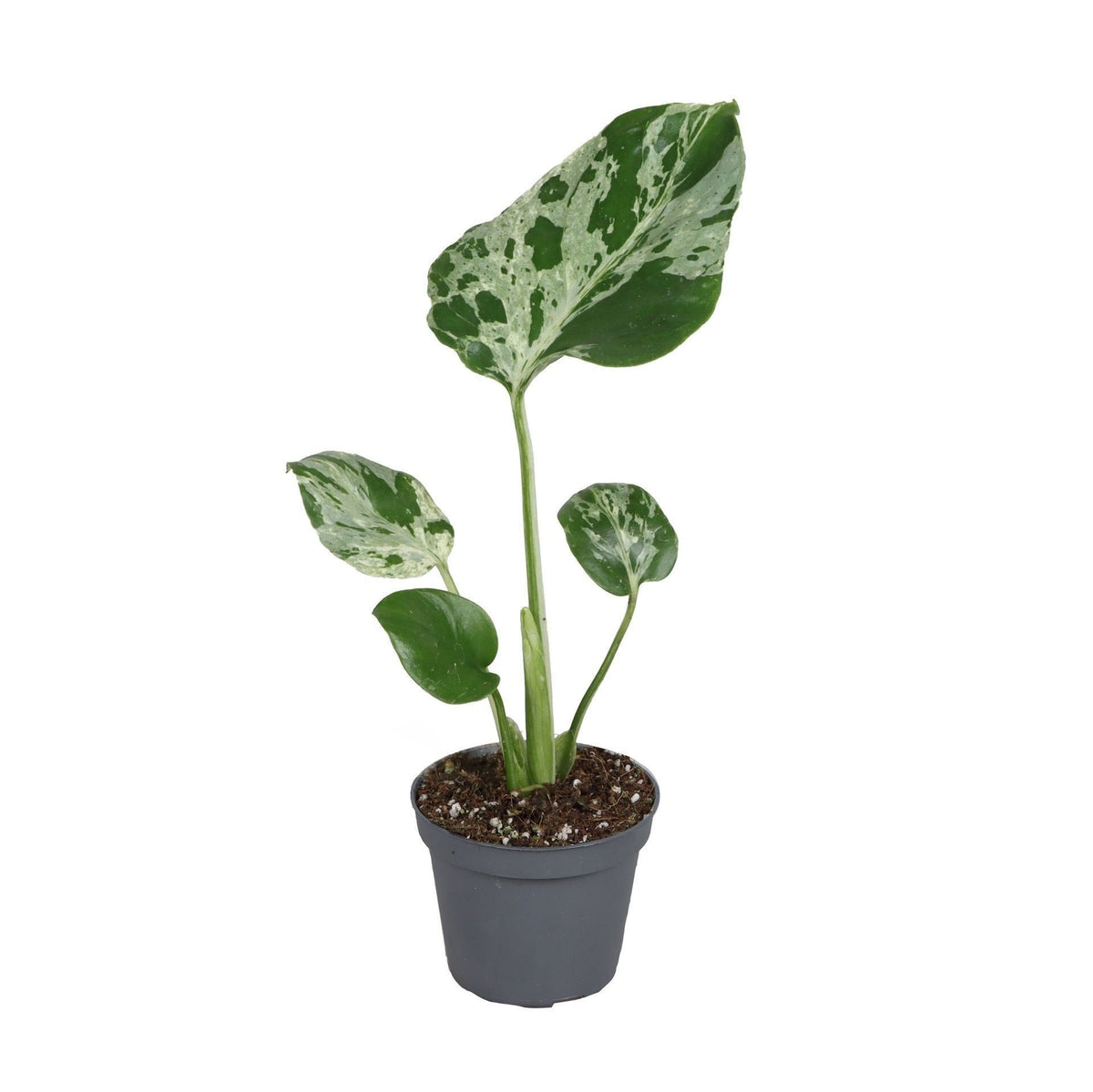 Monstera deliciosa 'Bulbasaur', gatenplant, groen, babyplant, plant in pot