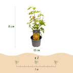 Acer palmatum Orange Dream, 35 cm hoog, kenmerkend blad
