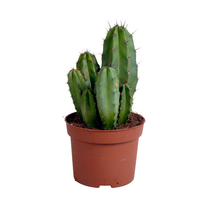 Polaskia chula