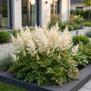 Pluimspirea (J) Deutschland