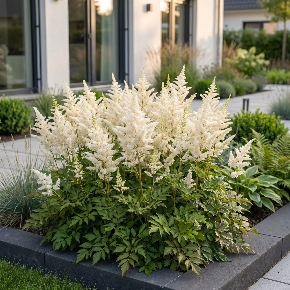 Pluimspirea (J) Deutschland, gezonde plant