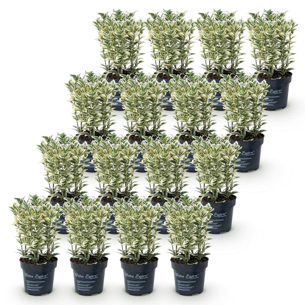 Japanse hulst Covenxa, haagplant (16 stuks), detail van het blad