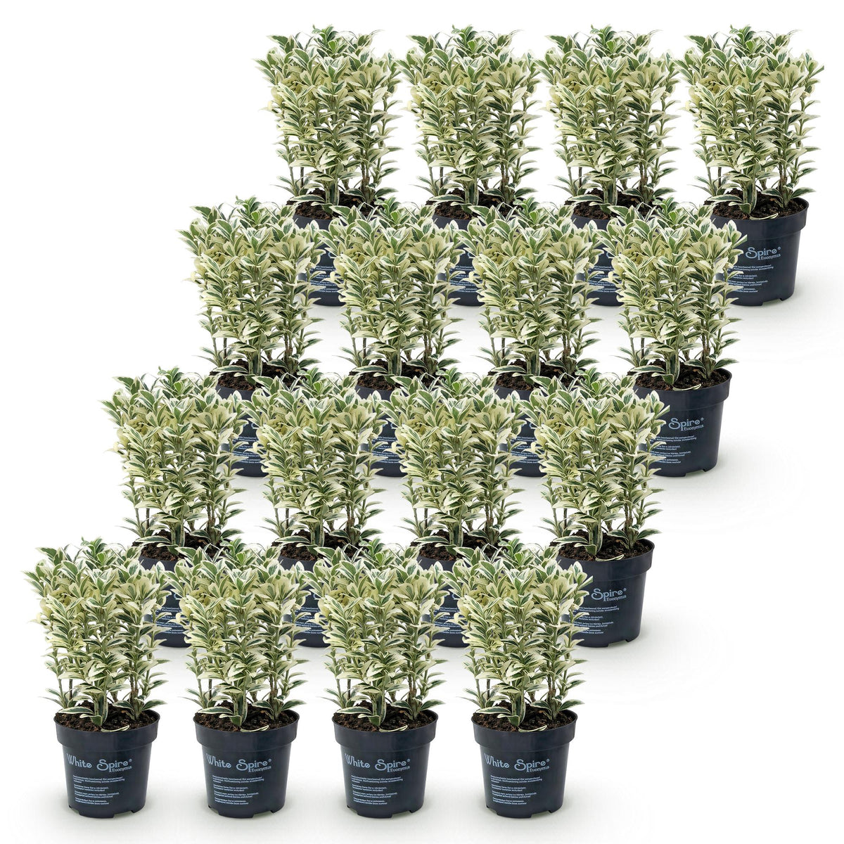 Japanse hulst Covenxa, haagplant (16 stuks), detail van het blad