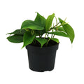 Productfoto van Philodendron Scandens