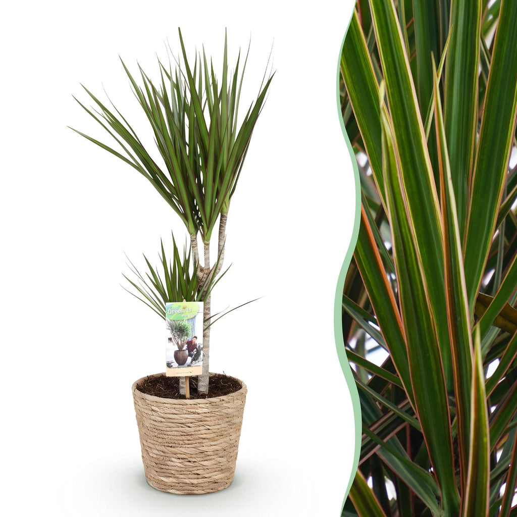 Dracaena Marginata met mand, plant in pot